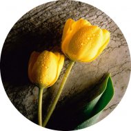 11. Žlté tulipány