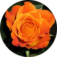 15. Oranžová ruža