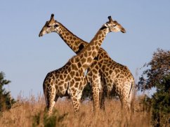 2. Žirafy