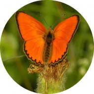 3. Motýľ